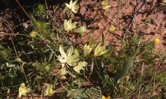 Hesperantha pauciflora