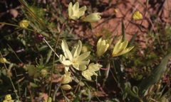 Hesperantha pauciflora