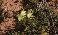 Hesperantha pauciflora