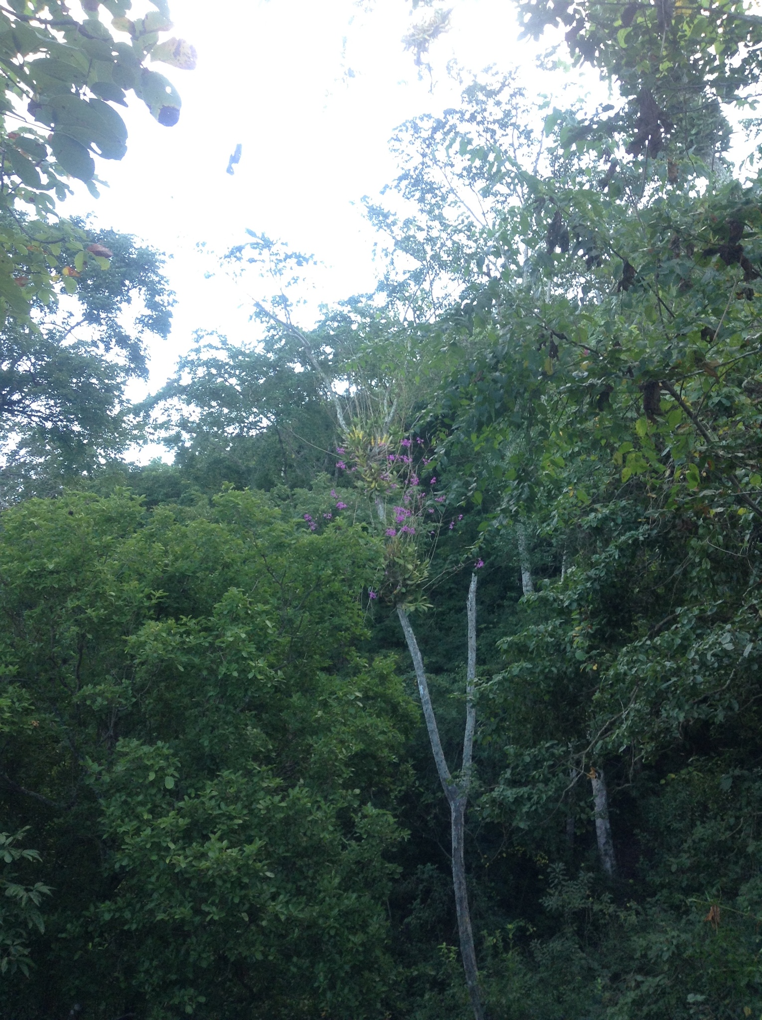 Myrmecophila galeottiana (A.Rich.) Rolfe