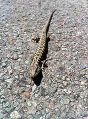 Elgaria coerulea coerulea