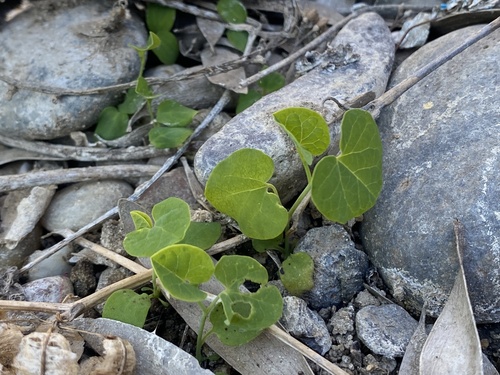 Aristolochia fimbriata (Aristolochia fimbriata)