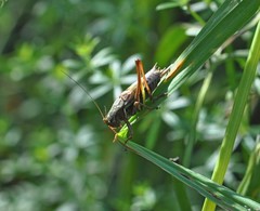 Metrioptera brachyptera