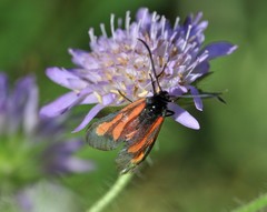 Zygaena osterodensis