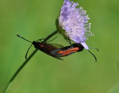 Zygaena osterodensis