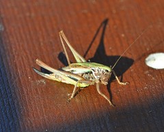 Metrioptera brachyptera