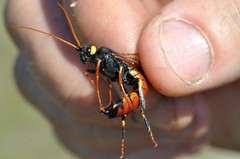 Urocerus gigas