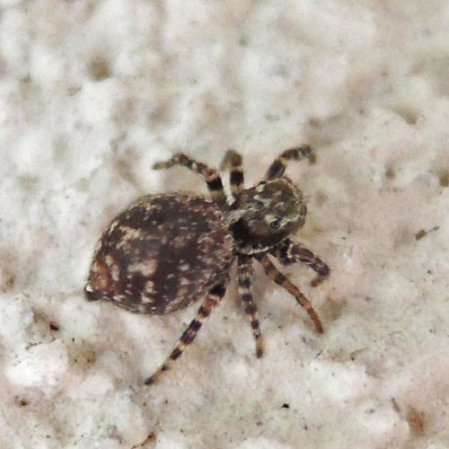 Black-palped Jumping Spider