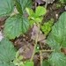 Rubus creticus - Photo (c) doronjazz, algunos derechos reservados (CC BY-NC), subido por doronjazz