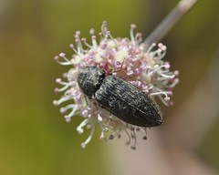 Prosternon tessellatum