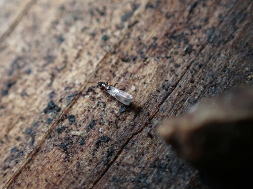 Orothrips yosemitii