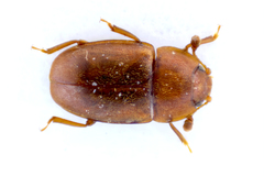 Epuraea aestiva