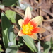 Tulipa kaufmanniana - Photo (c) Наталья Бешко, algunos derechos reservados (CC BY-NC), subido por Наталья Бешко