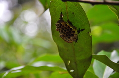 Ropalidia aethiopica