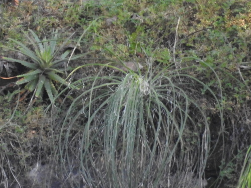 Agave ornithobroma