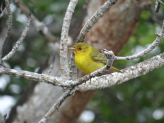 Setophaga petechia bryanti
