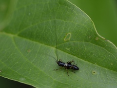 Conocephalus nigropleurum