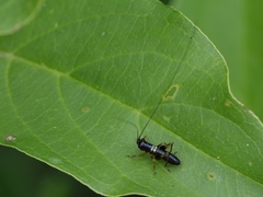 Conocephalus nigropleurum