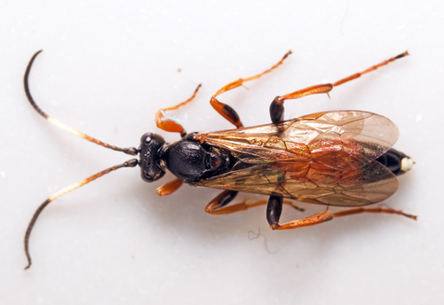 Ichneumon vulneratorius