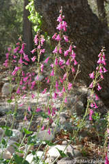 Penstemon pseudospectabilis
