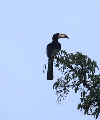 Lophoceros fasciatus