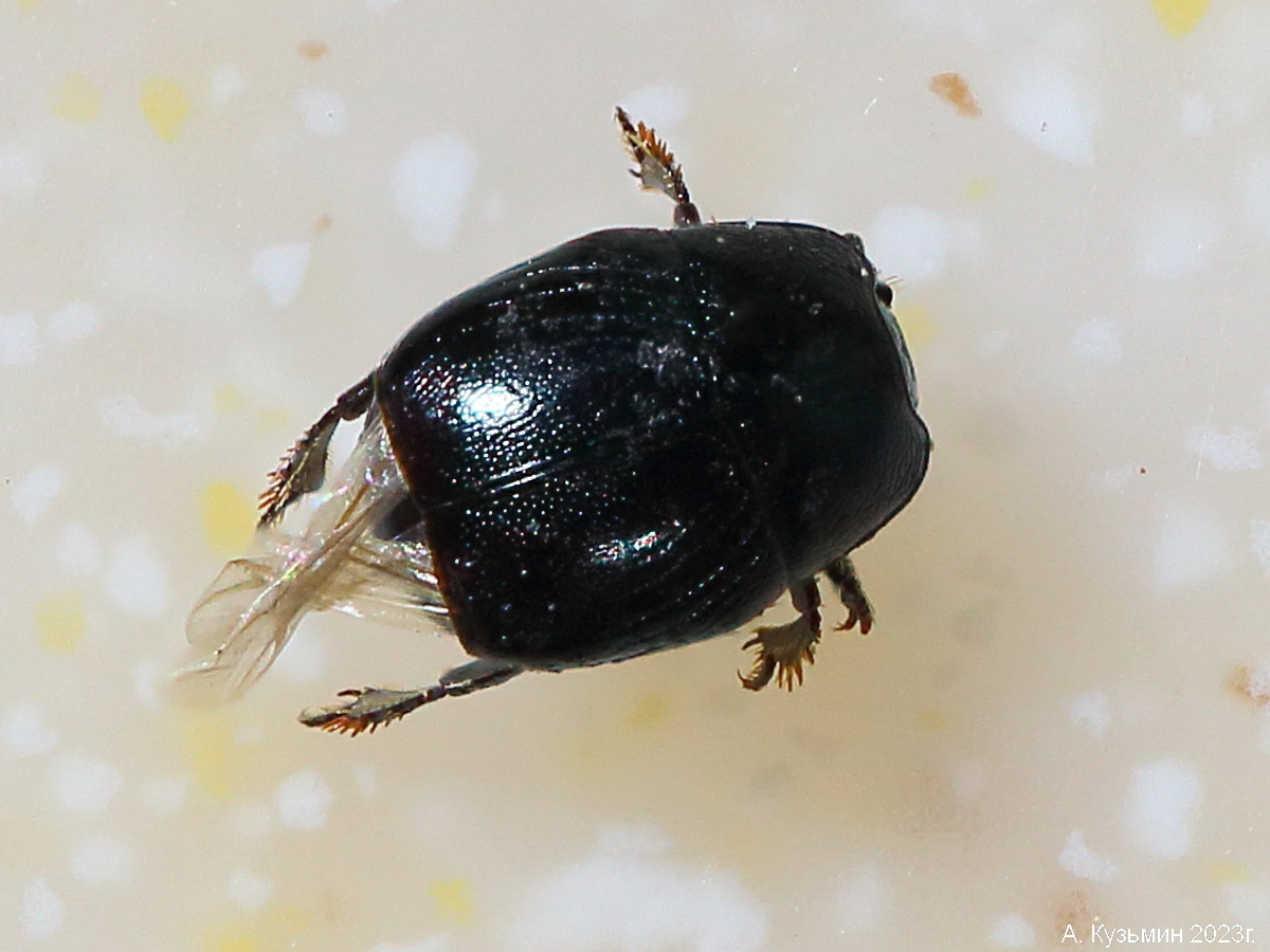 Карапузик подсемейства Saprininae