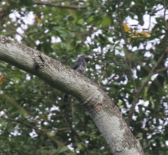Horizocerus hartlaubi