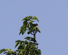 Gymnobucco peli