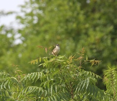 Cisticola natalensis