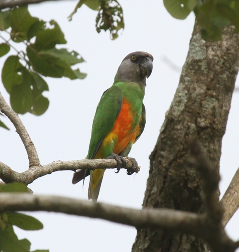Senegal Parrot, photo 4 of 9