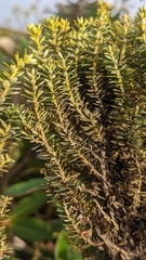 Rice Flower (Ozothamnus)