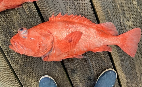 Black-throated rock-fish (Sebastes borealis) — Sebastidae — 5