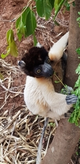 Propithecus coronatus