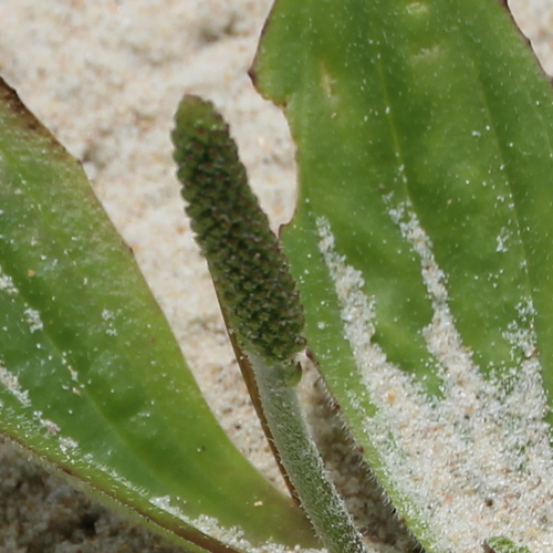 Plantago australis