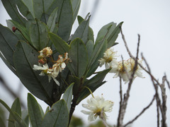 Drimys granadensis