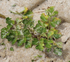 Apium prostratum filiforme