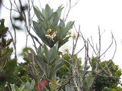 Drimys granadensis