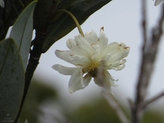 Drimys granadensis