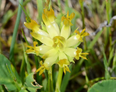Trifolium fucatum
