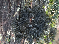 Collema nigrescens
