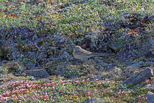 American Pipit
