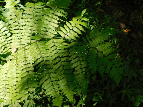 Diplazium polypodioides observed 2023-06-03