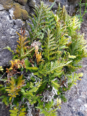 Asplenium chathamense