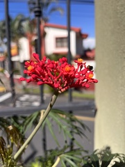 Jatropha multifida image