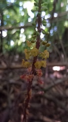 Crepidium roohutuensis
