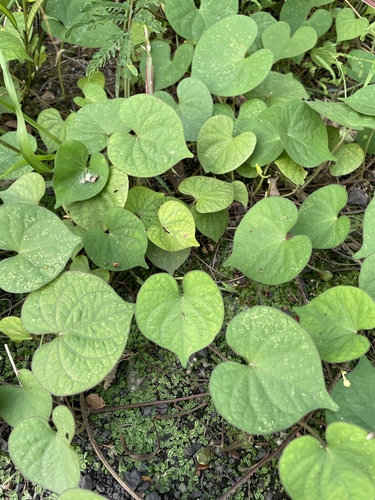 Ipomoea obscura
