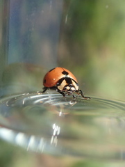 Coccinella prolongata
