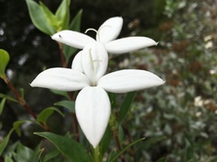 Bouvardia longiflora