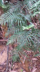 Tapeinidium pinnatum