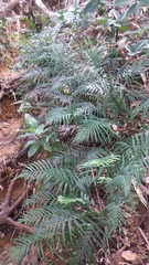 Tapeinidium pinnatum